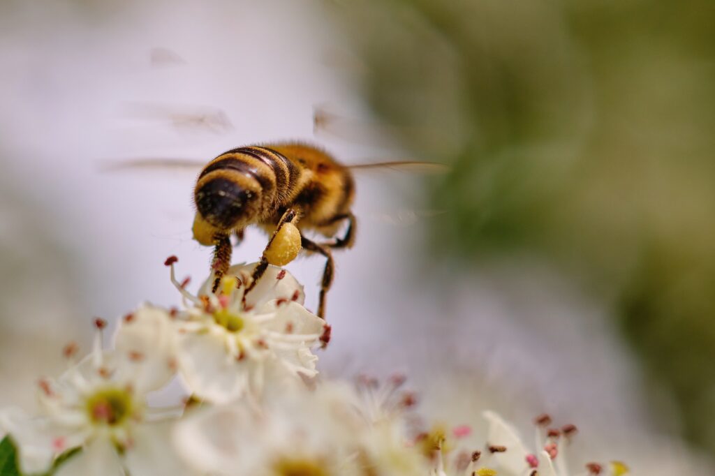 Close-up photo of a bee pollinating a white flower