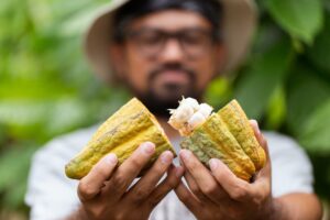 man taking out beans from open cocoa pod