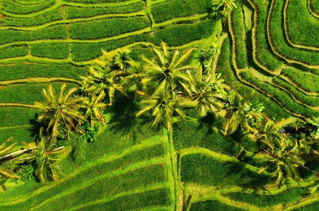 Green color as a background. Aerial view of rice terraces. Agricultural landscape