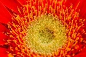 Macro shot of the core of a red gerbera, texture, natural background.