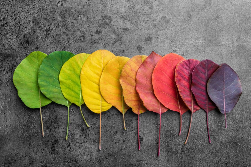 Selection of colorful autunm leaves